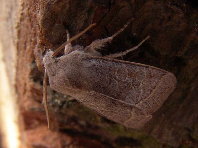 Orthosia cerasi, Tweestreepvoorjaarsuil. Deze algemene uil vliegt in de periode maart, april, mei. Soort van loofbossen, parken en tuinen. 